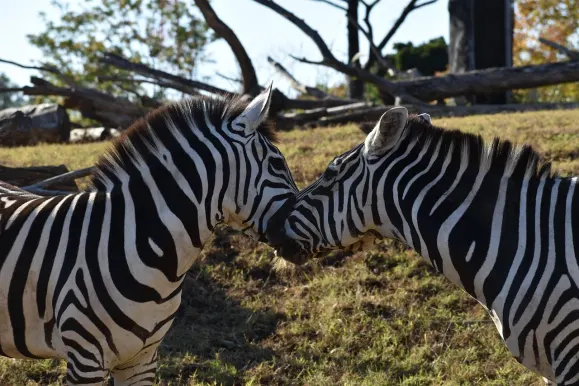 Kasino Hot Line Sokongan